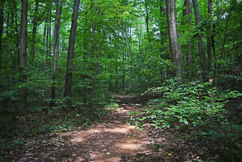 Iron Hill Park Trail For MTB Riders